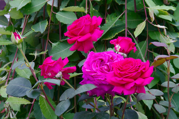 Red tea-hybrid rose.