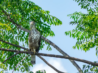 Crested Hawk Eagle.