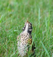 baby robin out of nest waiting on feeding from mom. Beak up sitting in grass