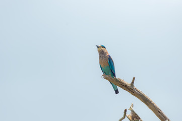 Indian roller.
