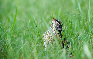 baby robin out of nest waiting on feeding from mom. Beak up sitting in grass