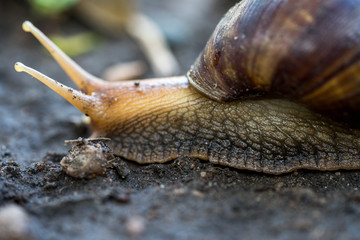 snail