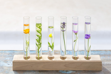 Test tubes with perfume samplesFlowers and plants in test tubes on wooden suport . The concept of...