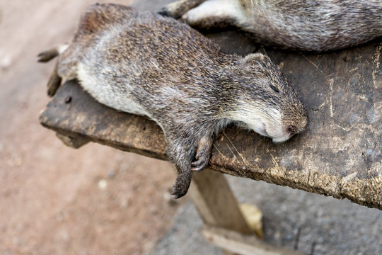 Grass cutter rat Stock Photo | Adobe Stock