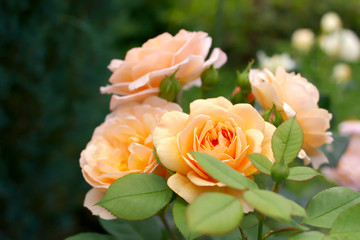 Tea-hybrid roses.