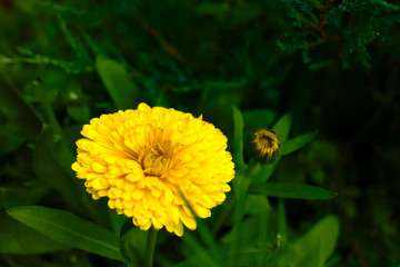 Flower Marigolds small-color (Tagétes)