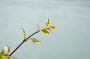 Sprig of Plant