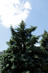 fir tree on blue sunny sky background. ecology. summer or winter.