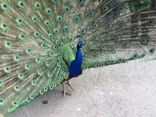 Obraz premium Peacock