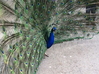 Peacock