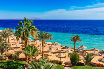 Foto op Canvas Zonnig resortstrand met palmboom aan de kust van de rode zee in Sharm el Sheikh, Sinaï, Egypte, Azië in de zomer heet. Helder zonnig licht © oleg_p_100