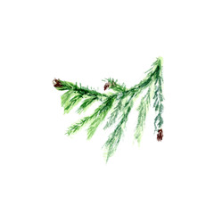 Hand painted fir twig. Green branch with broun cones