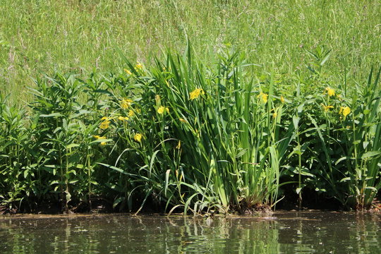 Iris pseudacorus in the river Weiße Elster in Leipzig Germany 