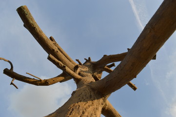 Looking Upwards at a Barren Tree