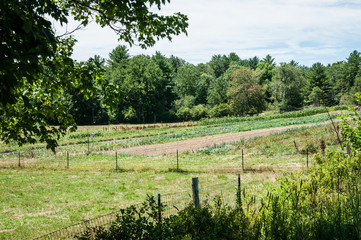 Fototapeta na wymiar Small garden farm field