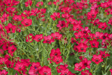 Obraz premium Romantic red blossom plant field background
