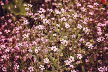 Obraz na płótnie Canvas Romantic pink blossom plant field background