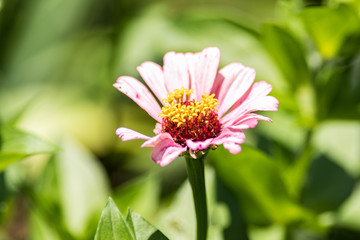 Beautiful Flowers