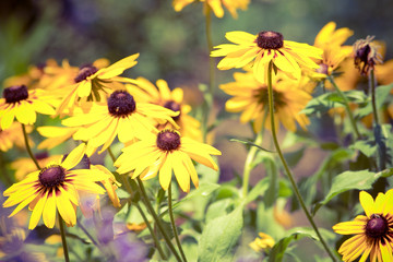 Beautiful Flowers