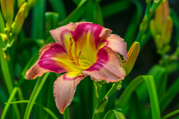 Vibrant Colorful Flower