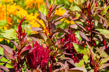 Flowers in the cutting garden at a small farm