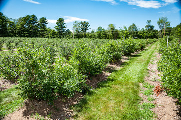 Fototapeta na wymiar Blueberry bushes at a small farm