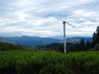 wind turbines in the field