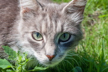 Naklejka na ściany i meble Grey tabby cat face on the green fresh lawn