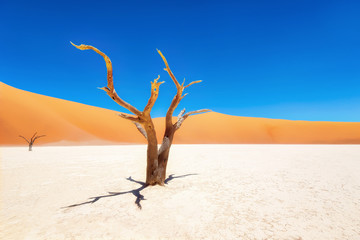 Dead Vlei in Naukluft National Park, Namibia, taken in January 2018