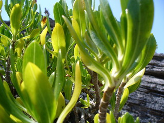 Desert Plant