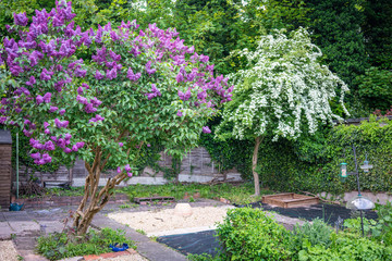 Blossoming lilac tree in a back garden
