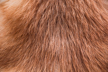 Red japanese akita fur on the withers