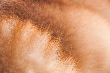 Red japanese akita fur on the flank