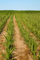 Crops, hill covered with rows of young corn