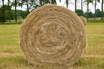 Hay bale in the meadow. The end of haymaking