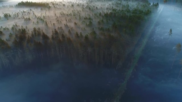 Forest after wildfire at sunrise aerial shot