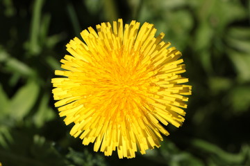 Dandelion flowerr