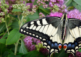 butterfly on flowers. butterfly machaon on a flowering meadow. close up.