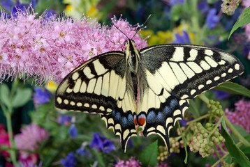 Fototapeta na wymiar butterfly on flowers. butterfly machaon on a flowering meadow. close up.