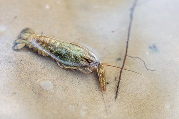 Crayfish lying at sand shore under clear water. Crawfish on river or lake bank