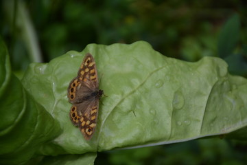 Papillon du jardin - Le Tircis