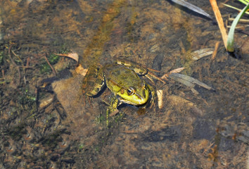 Frog in the pond