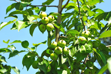 Green apple on branch