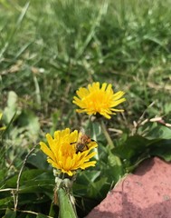 Bee on Dandelion