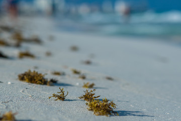 beach view 