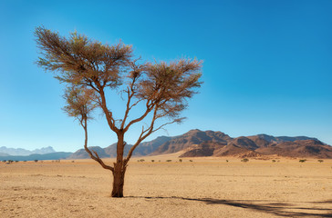 Fototapeta na wymiar Lonely Tree in the Namib Desert taken in January 2018