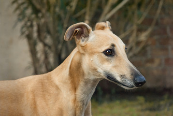 Portrait of a young greyhound outdoor in the garden 