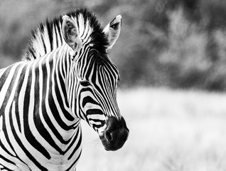 Fototapeta na wymiar Zebra B&W