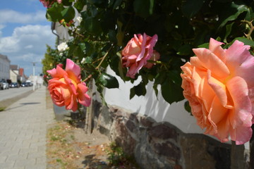 Rosen in der Rosenstadt Putbus auf Rügen