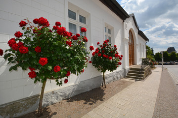 Fototapeta na wymiar rote Rosen in der Rosenstadt Putbus auf Rügen